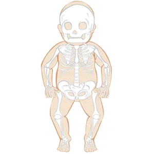 Illustration of Baby Skeleton - Human Skeletal Structure Illustration of a baby skeleton showcasing the human skeletal structure